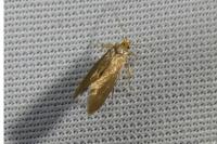 Crassa unitella