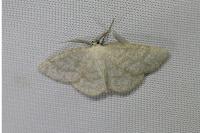 Cabera exanthemata
