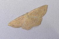 Cyclophora ruficiliaria