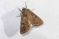 Lacanobia oleracea