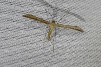 Emmelina argoteles/monodactyla