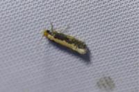 Monopis crocicapitella