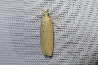Ematheudes punctella