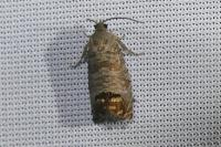 Cydia pomonella
