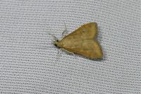 Udea ferrugalis