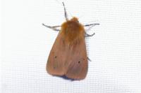 Phragmatobia fuliginosa