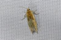 Eucosma cana