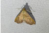 Endotricha flammealis