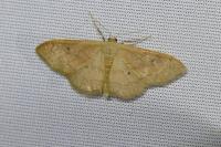 Idaea rubraria
