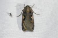 Xestia c-nigrum