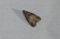 Acrobasis advenella