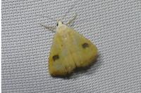 Rivula sericealis