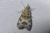 Eudonia mercurella
