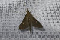 Dolicharthria punctalis