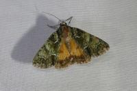 Polyphaenis sericata