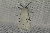 Spilosoma lubricipeda
