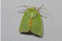 Pseudoips prasinanus