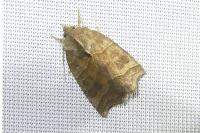 Ipimorpha retusa