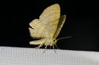 Euchoeca nebulata
