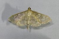 Patania ruralis