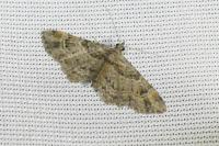 Gymnoscelis rufifasciata