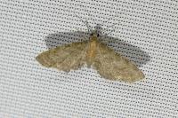 Eupithecia