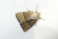 Mesoligia furuncula
