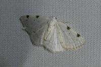 Lomographa bimaculata