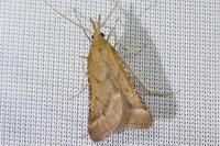 Synaphe punctalis