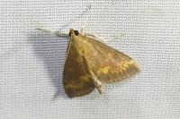 Ostrinia nubilalis/scapulalis