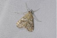 Parapoynx stratiotata