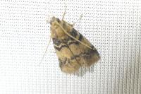 Euzophera pinguis
