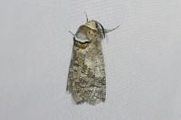 Cossus cossus