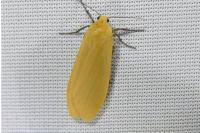 Wittia sororcula