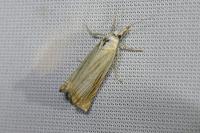 Chrysoteuchia culmella