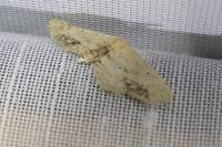 Idaea dimidiata