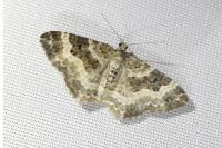 Epirrhoe alternata