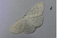 Cabera exanthemata