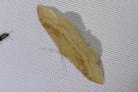 Idaea rubraria