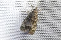 Eudonia mercurella
