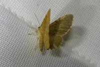 Euchoeca nebulata