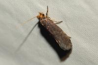 Cephimallota crassiflavella