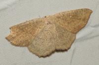 Cyclophora ruficiliaria