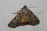 Polyphaenis sericata