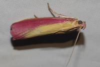 Oncocera semirubella