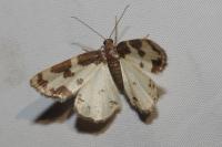 Lomaspilis marginata