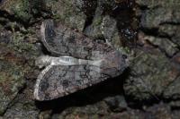 Agrotis segetum