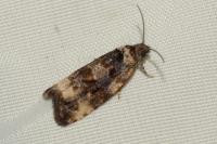 Endothenia gentianaeana/marginana/oblongana