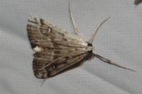 Parapoynx stratiotata