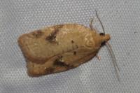 Acleris ferrugana/notana